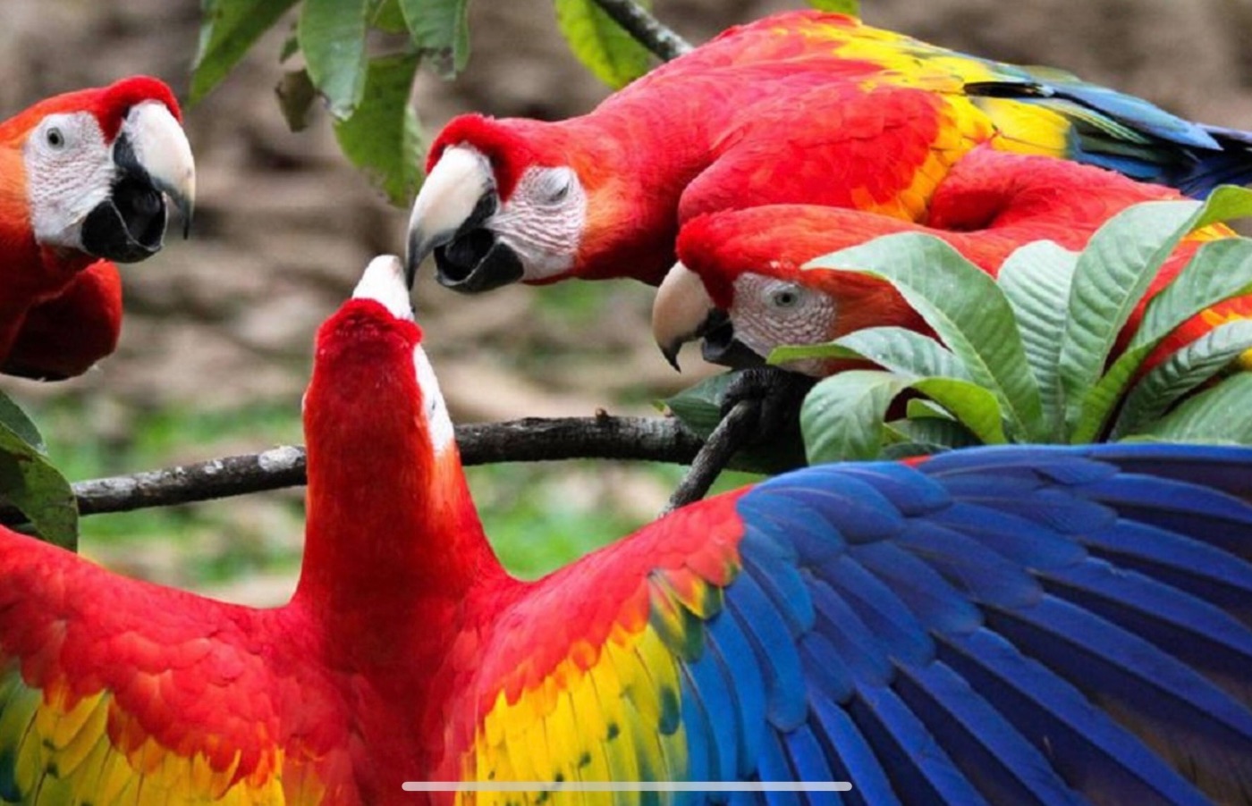 Scarlet macaws