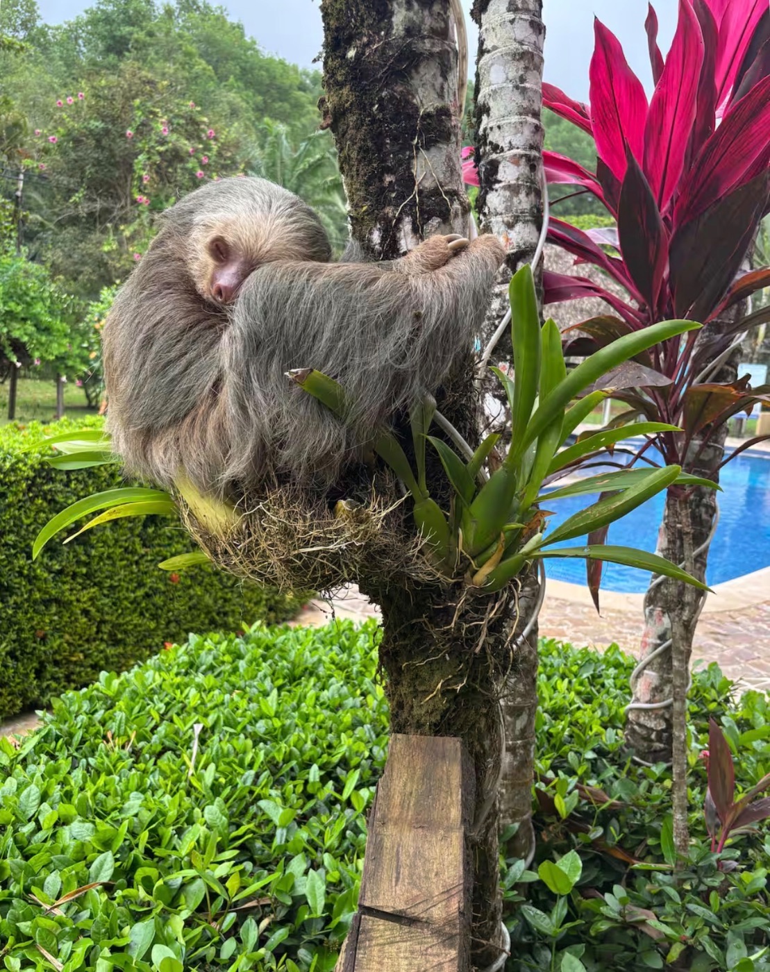 Sloth in the trees